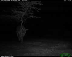 Image of Burchell's Zebra