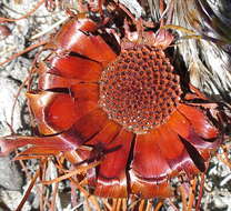 Image of Protea montana E. Mey. ex Meissn.