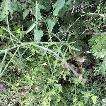 Pennellia longifolia (Benth.) Rollins resmi