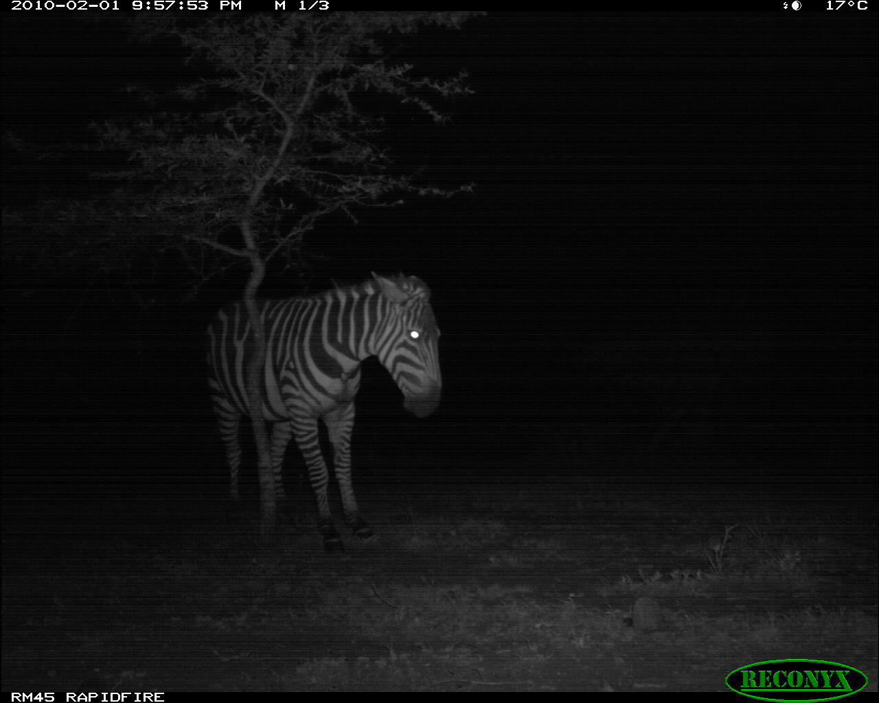 Image of Burchell's Zebra