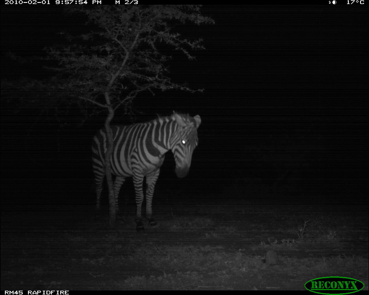 Image of Burchell's Zebra