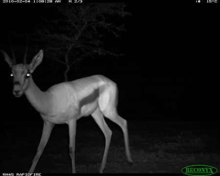 Image of Grant's Gazelle