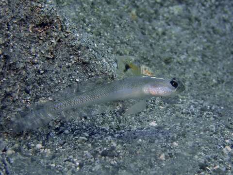 Image of Dorsalspot shrimpgoby