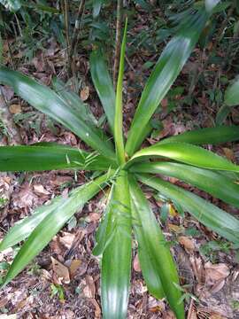 Image de Agave missionum Trel.