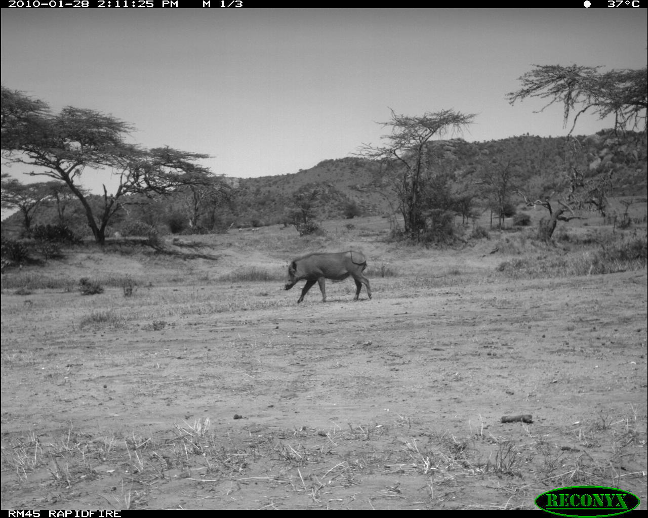 Image of Common Warthog