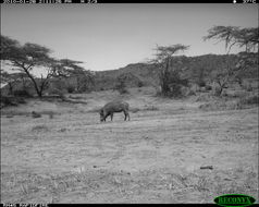 Image of Common Warthog