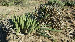 Euphorbia esculenta Marloth resmi