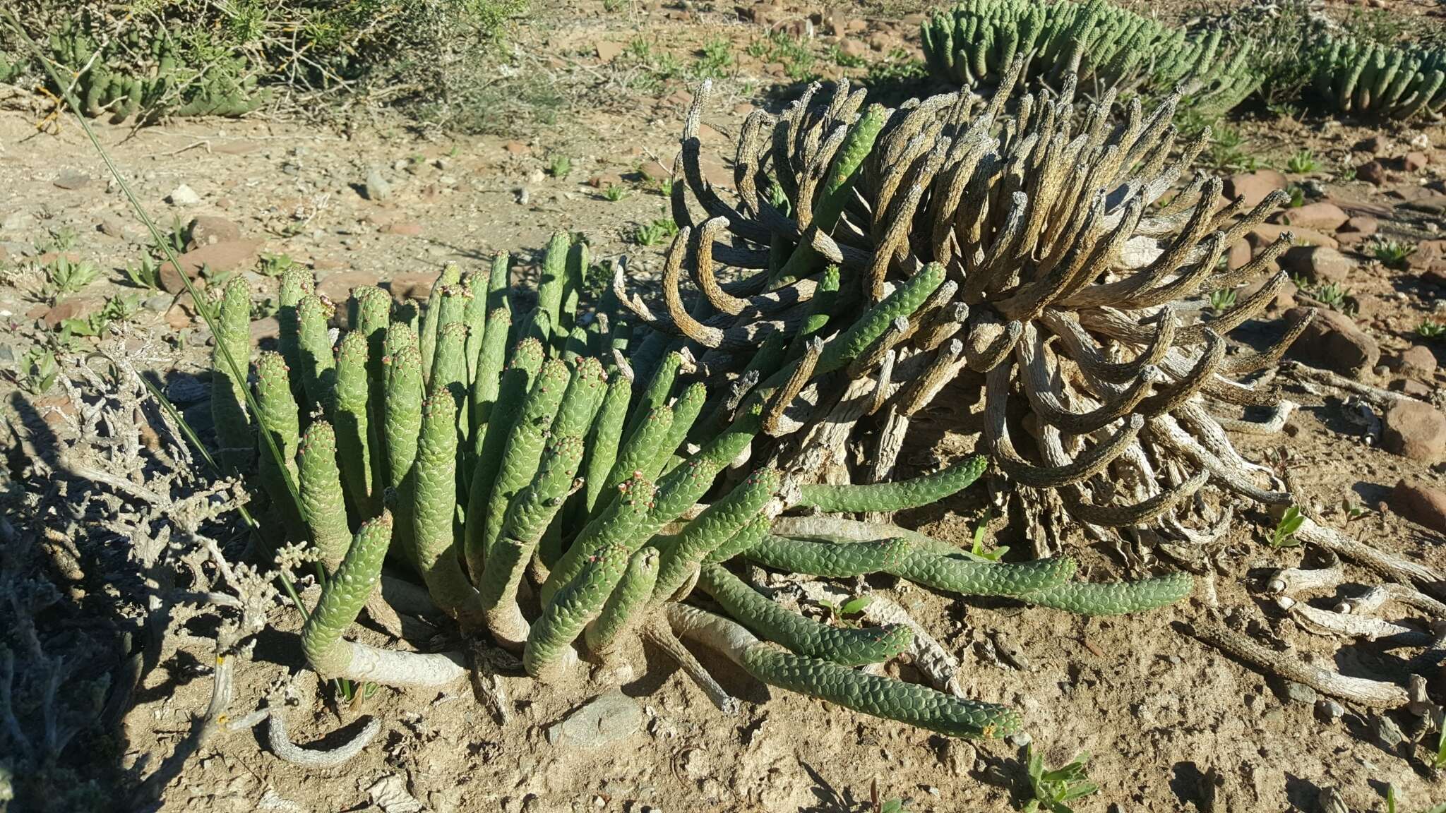 Euphorbia esculenta Marloth resmi