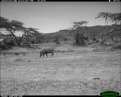 Image of Common Warthog