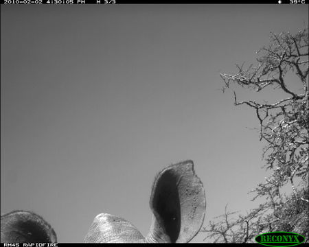 Image of Black Rhinoceros