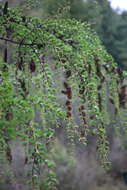 Image of Sikkim Larch