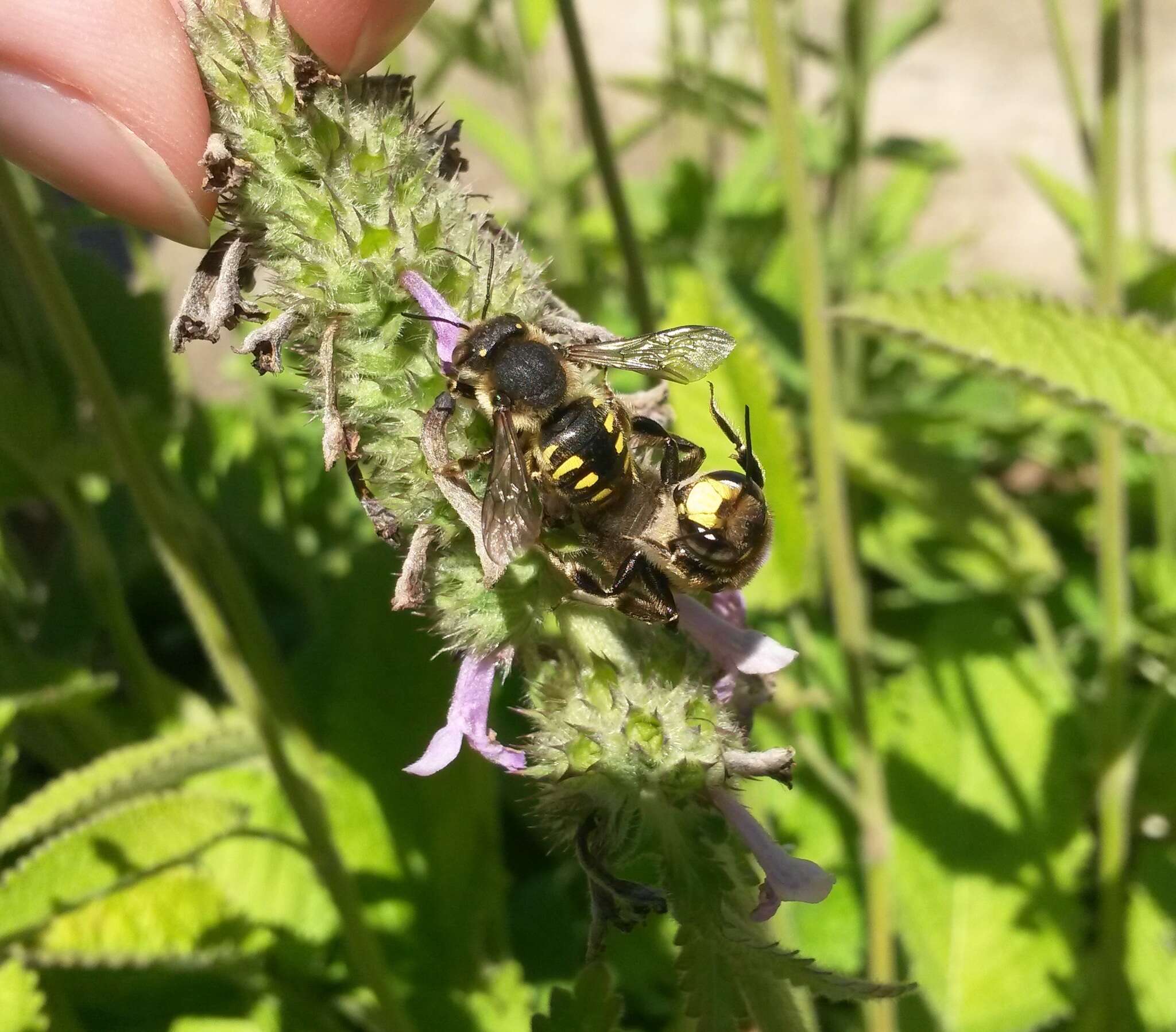 Imagem de Anthidium septemspinosum Lepeletier 1841