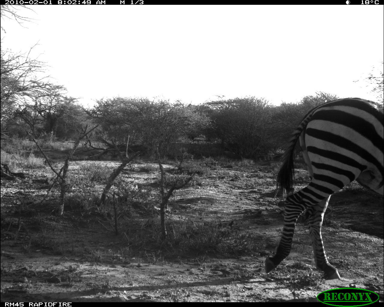 Image of Burchell's Zebra