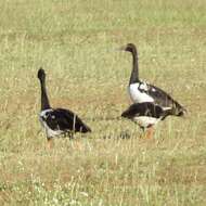 Image of magpie-goose