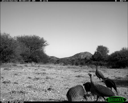 Image of Vulturine Guineafowl