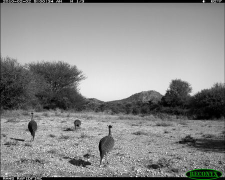 Image of Vulturine Guineafowl