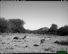 Image of Vulturine Guineafowl