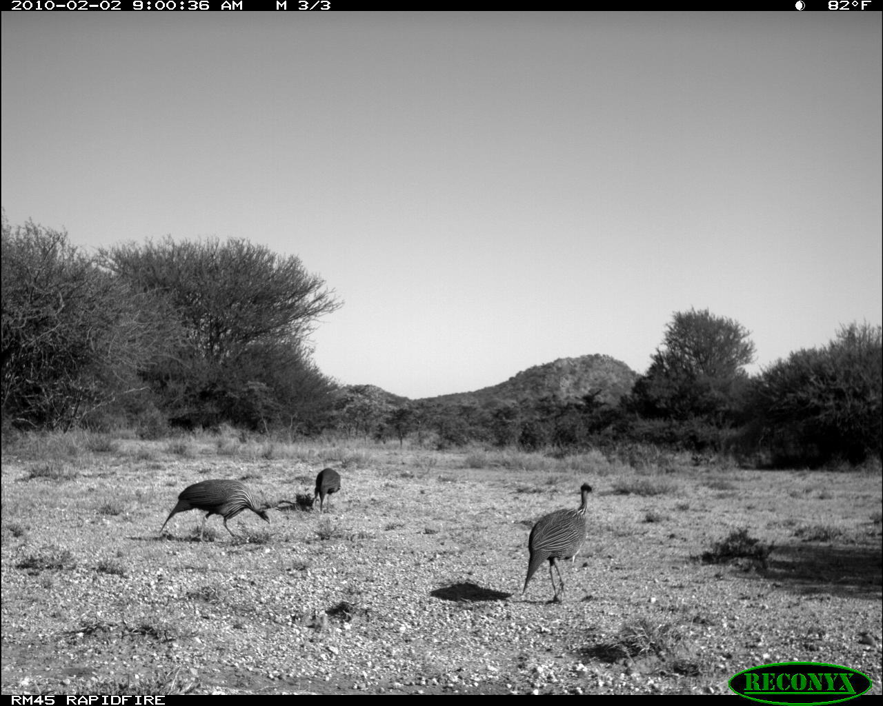 Image of Vulturine Guineafowl