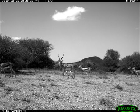 Image of Grant's Gazelle