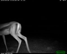 Image of Grant's Gazelle