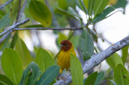 Image of Setophaga petechia bryanti (Ridgway 1873)