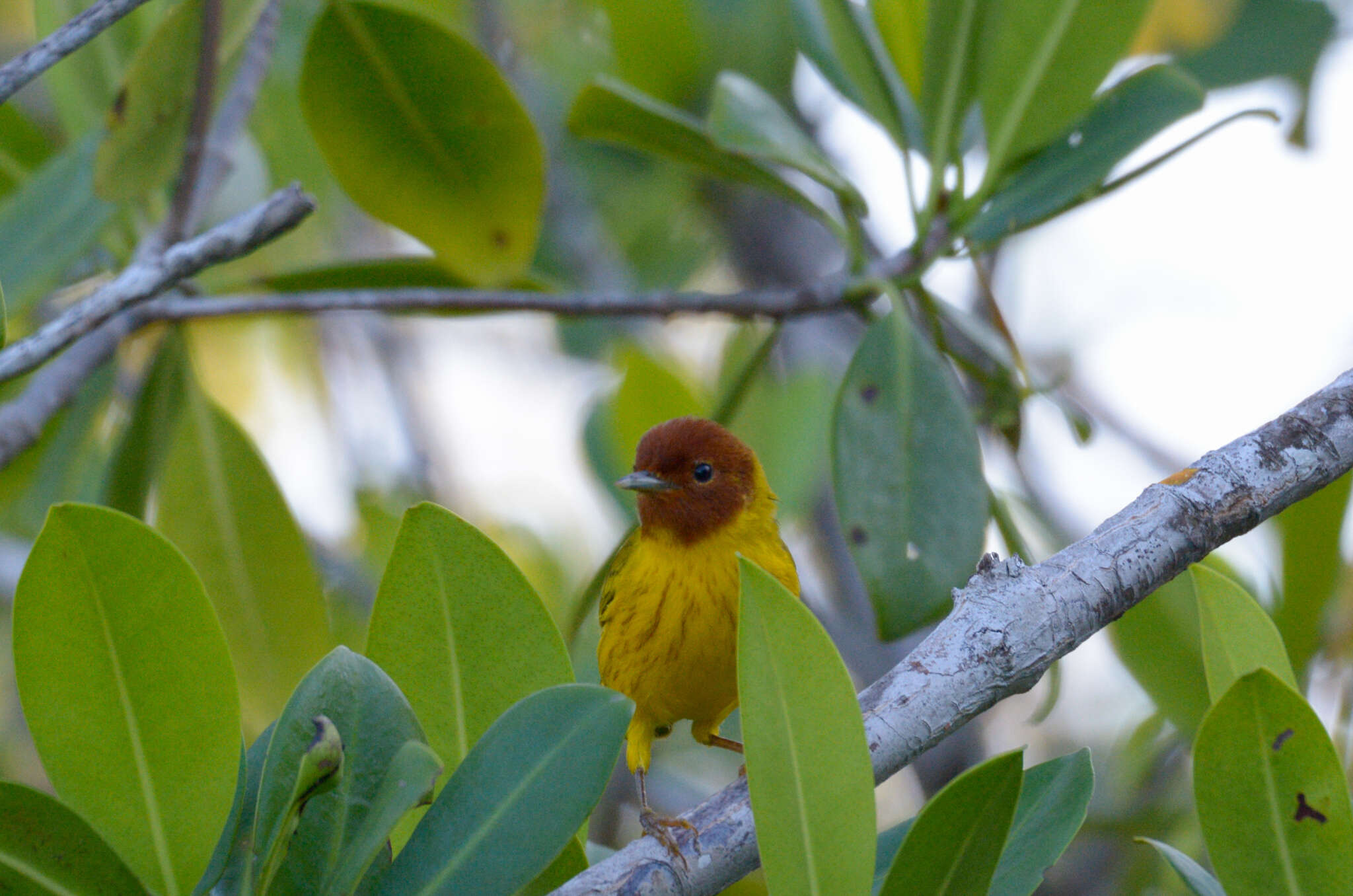 Image of Setophaga petechia bryanti (Ridgway 1873)