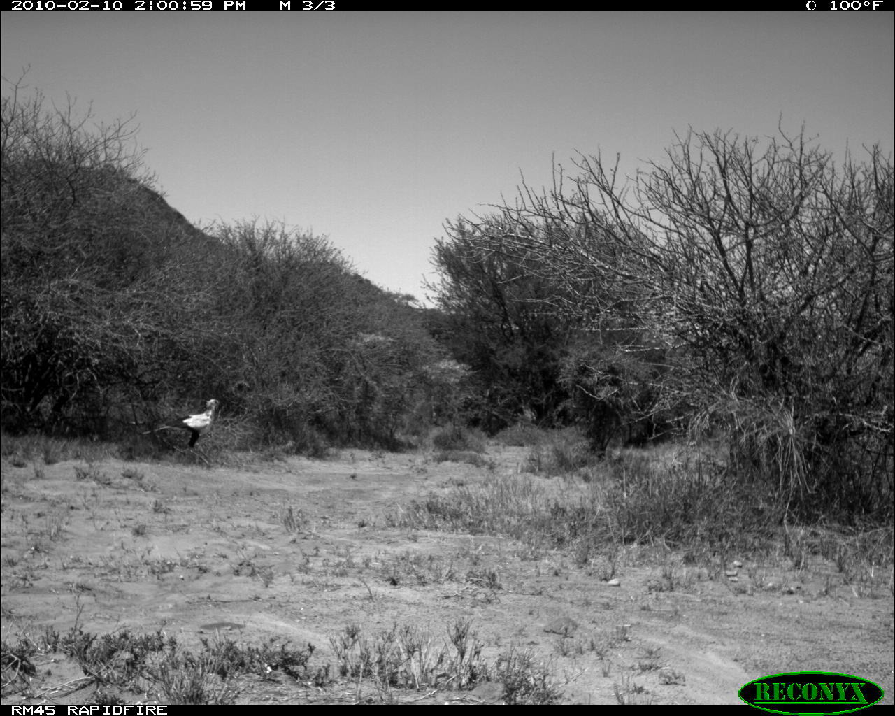 Image of Secretarybird