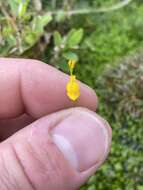 Sivun Utricularia chiribiquetensis Fernandez-Perez kuva