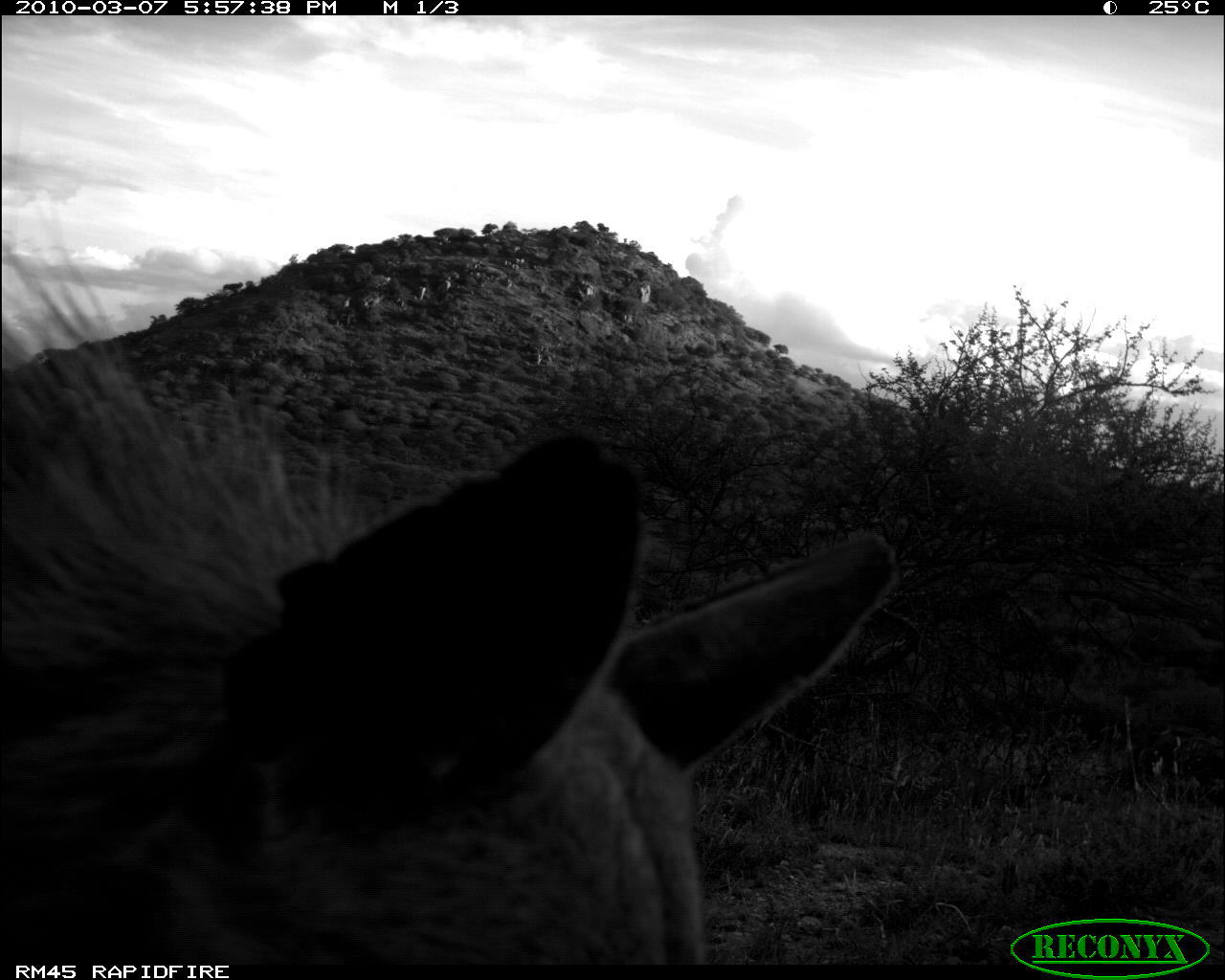 Image of Striped Hyena