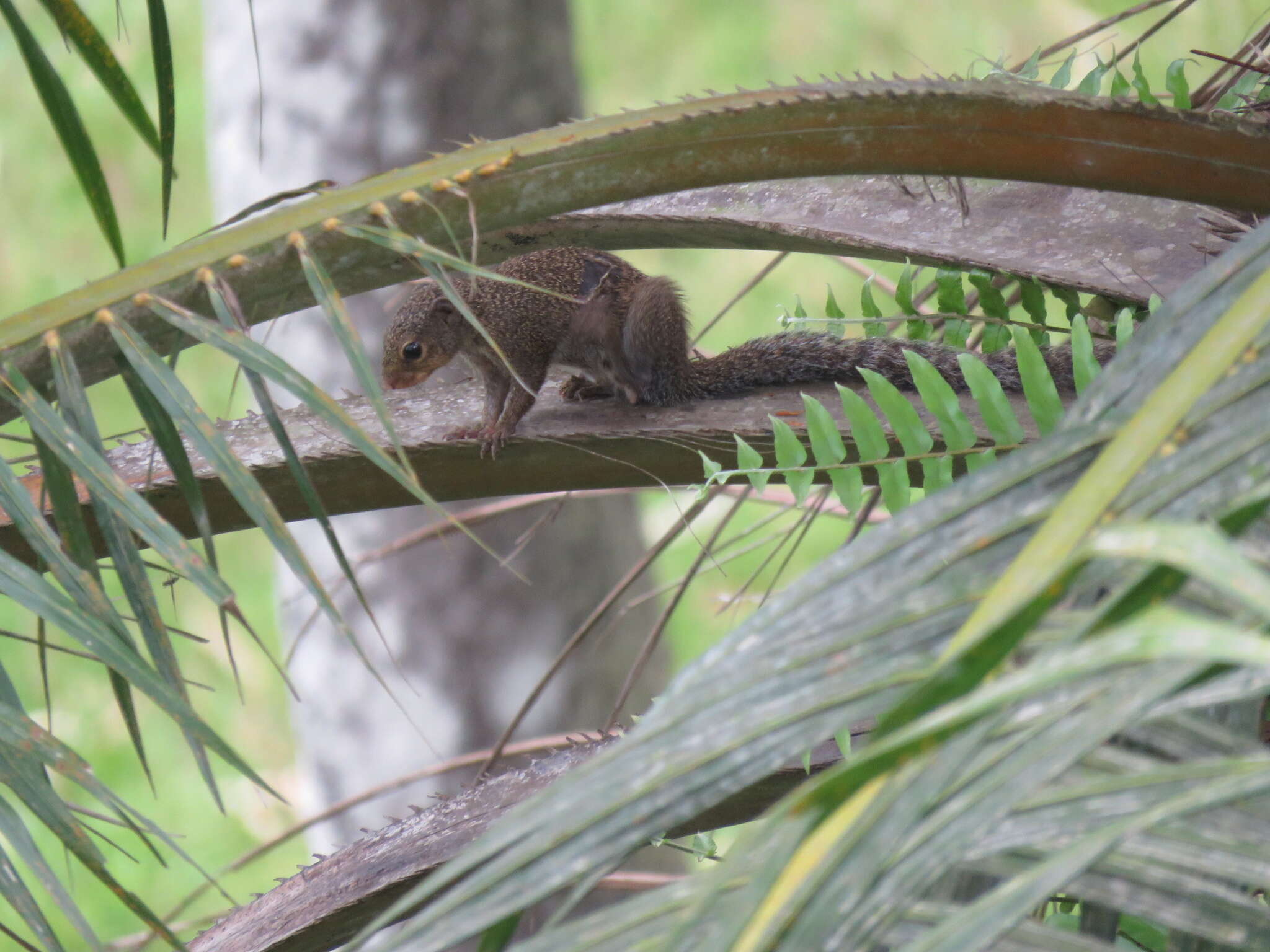 Heliosciurus punctatus (Temminck 1853) resmi