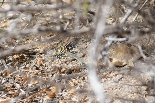 Image of Cerralvo Island Whiptail