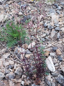 Plancia ëd Galium paniculatum (Bunge) Pobed.