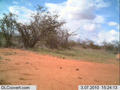 Image of Steenbok