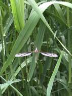 Image of Tipula (Yamatotipula) caloptera Loew 1863