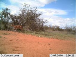 Image of Steenbok