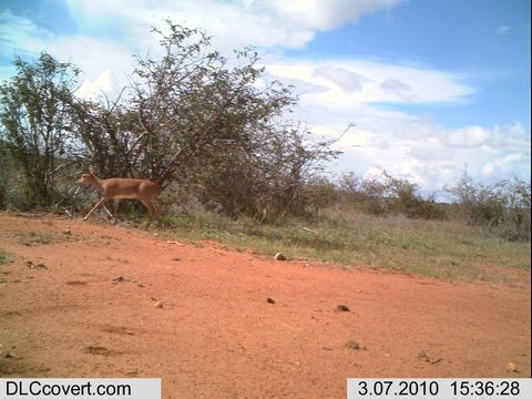 Image of Steenbok