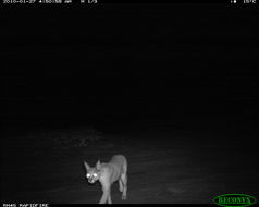 Image of Caracal