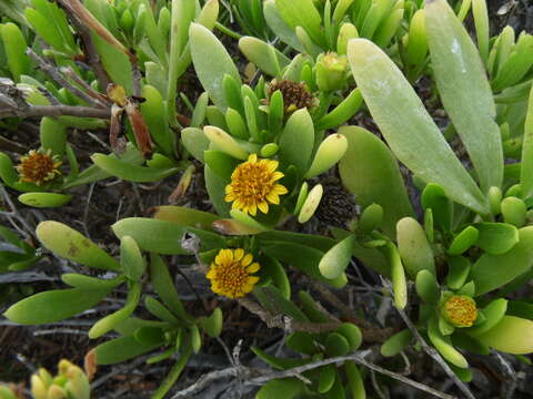 Image of Tree Oxeye