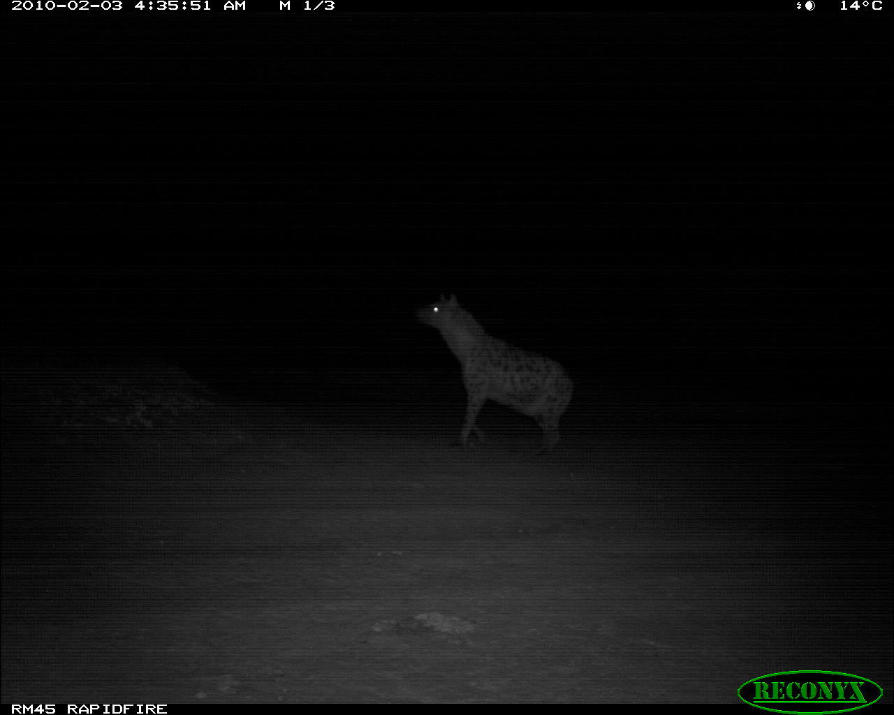 Image of Spotted Hyena