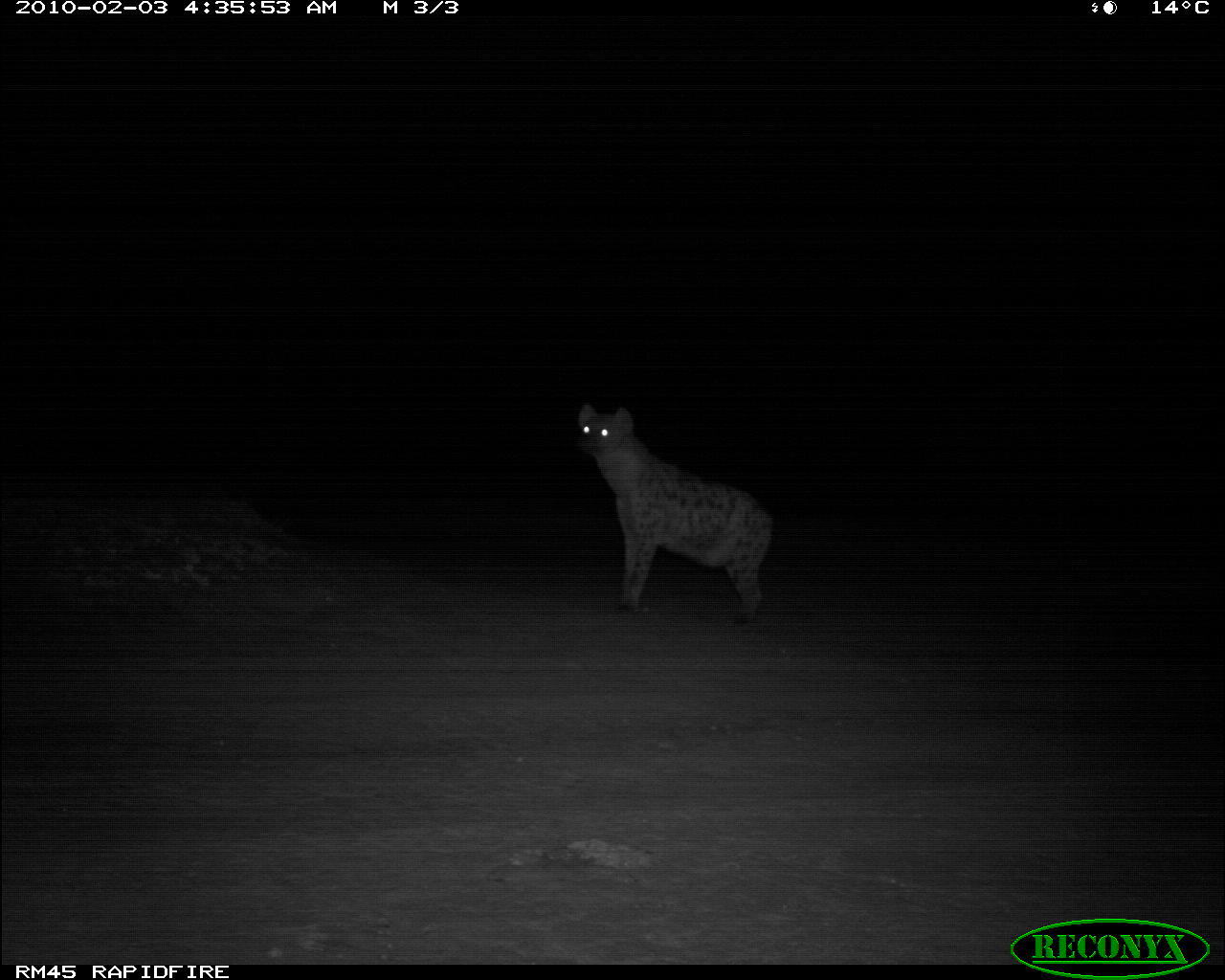 Image of Spotted Hyena