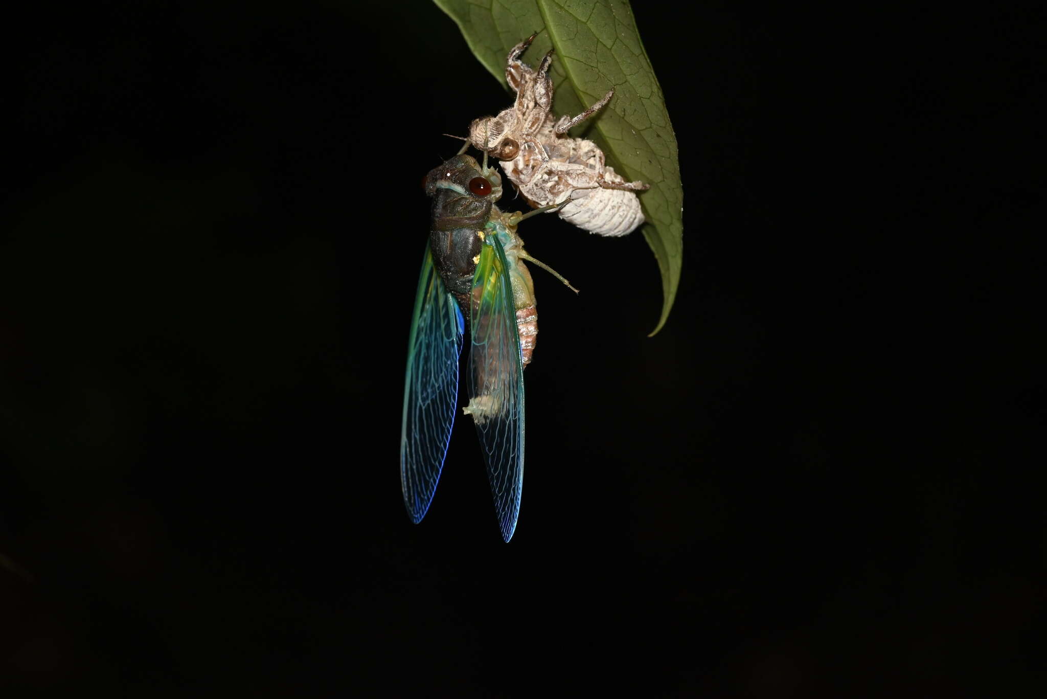 Image de Orialella aerizulae Boulard 1986