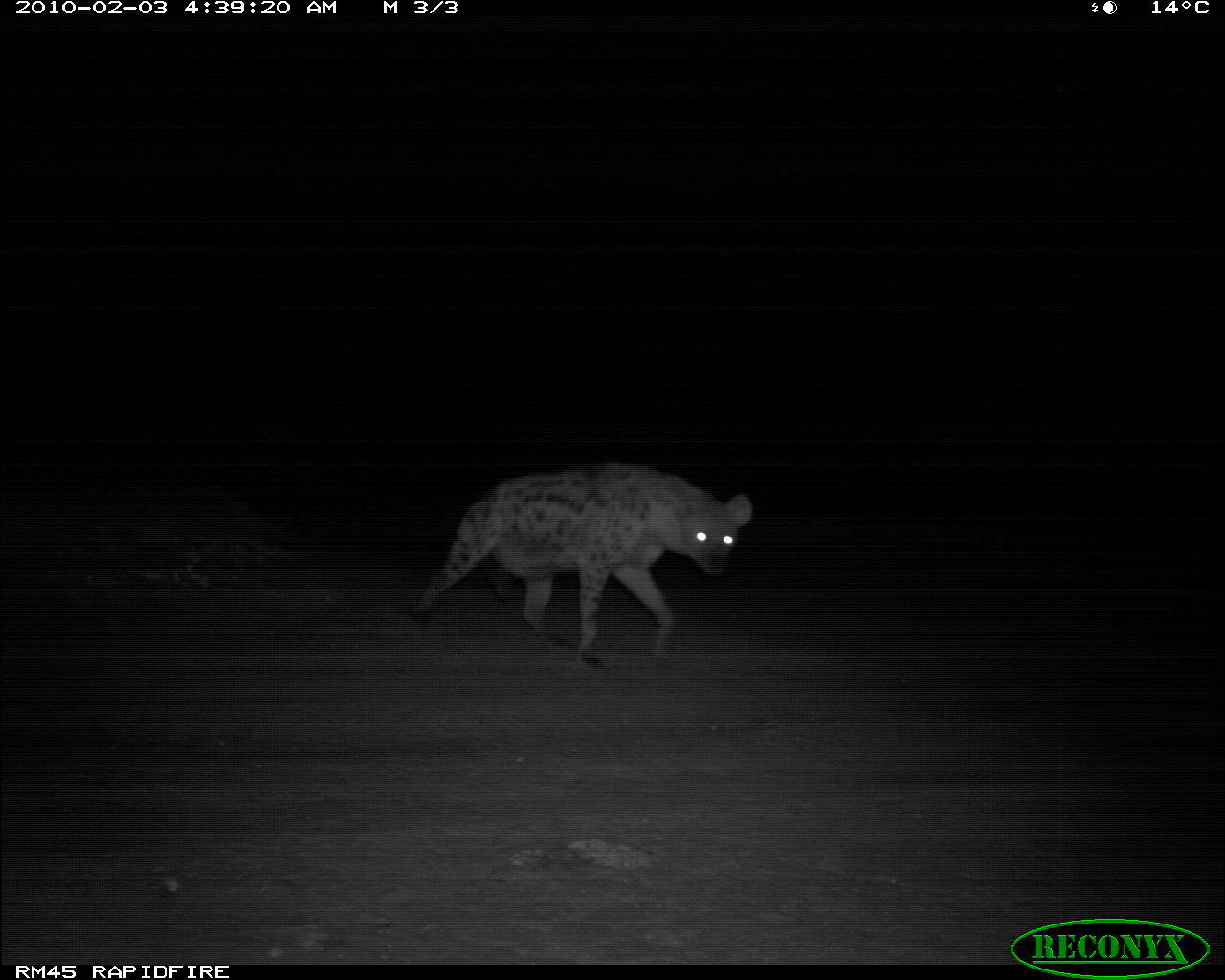 Image of Spotted Hyena