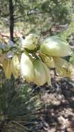 Image of Navajo yucca