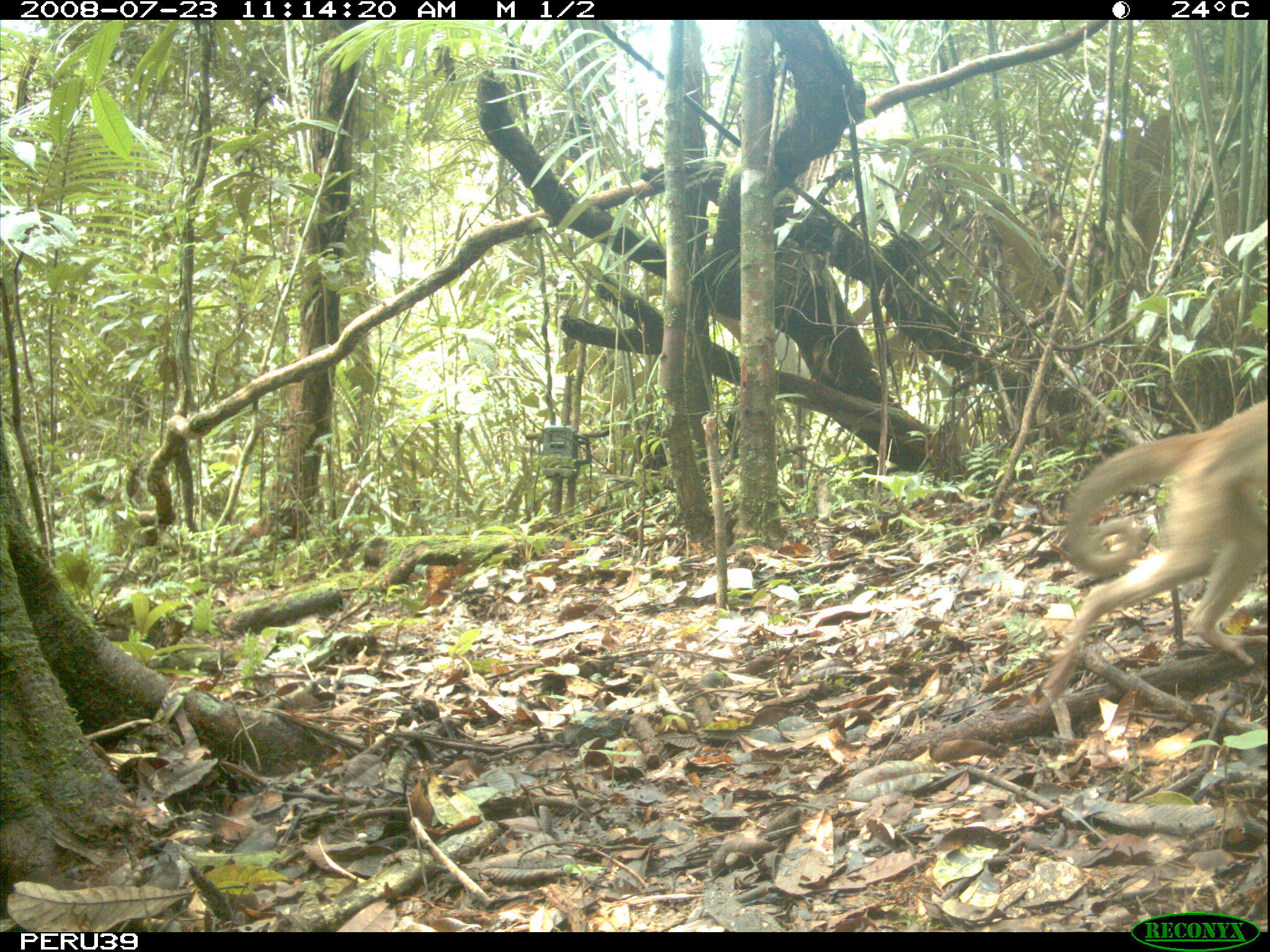 Image of White-fronted Capuchin