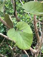 Image of Aristolochia liukiuensis Hatusima