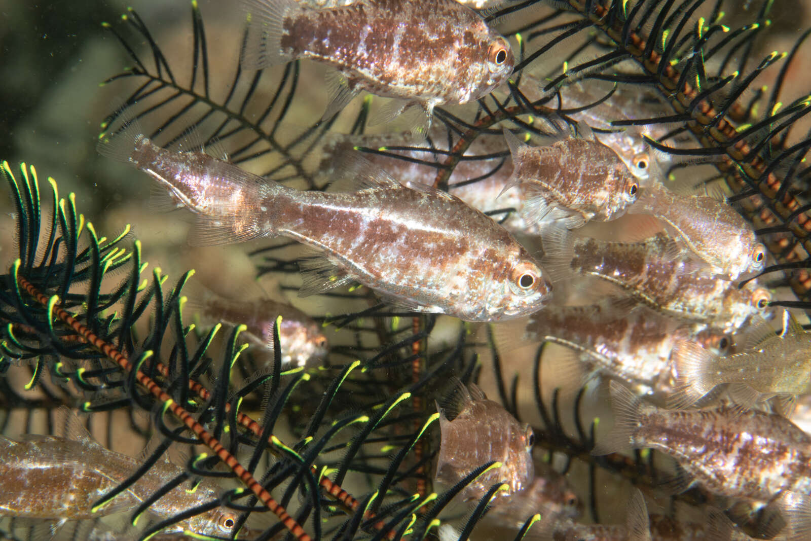 Plancia ëd Siphamia elongata Lachner 1953