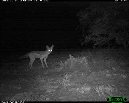 Image of Black-backed Jackal