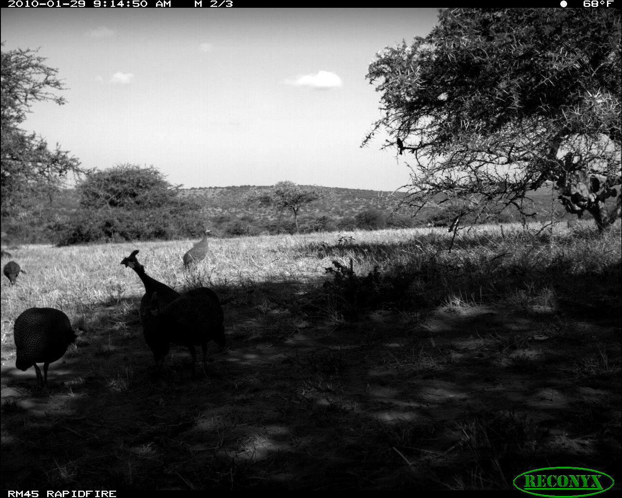 Image of Helmeted Guineafowl