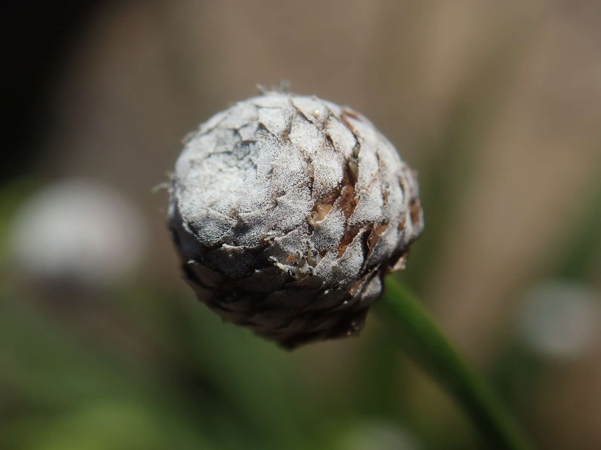 Image of sixangle pipewort