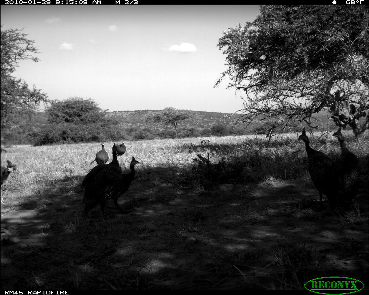 Image of Helmeted Guineafowl